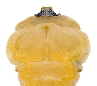Microcastalia globithorax, PL4105, larva, from Choretrum glomeratum (PJL 3286) stem, ventral, EP, 21.9 × 4.3 mm